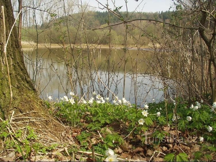 Teich in der Nähe des Dorfes