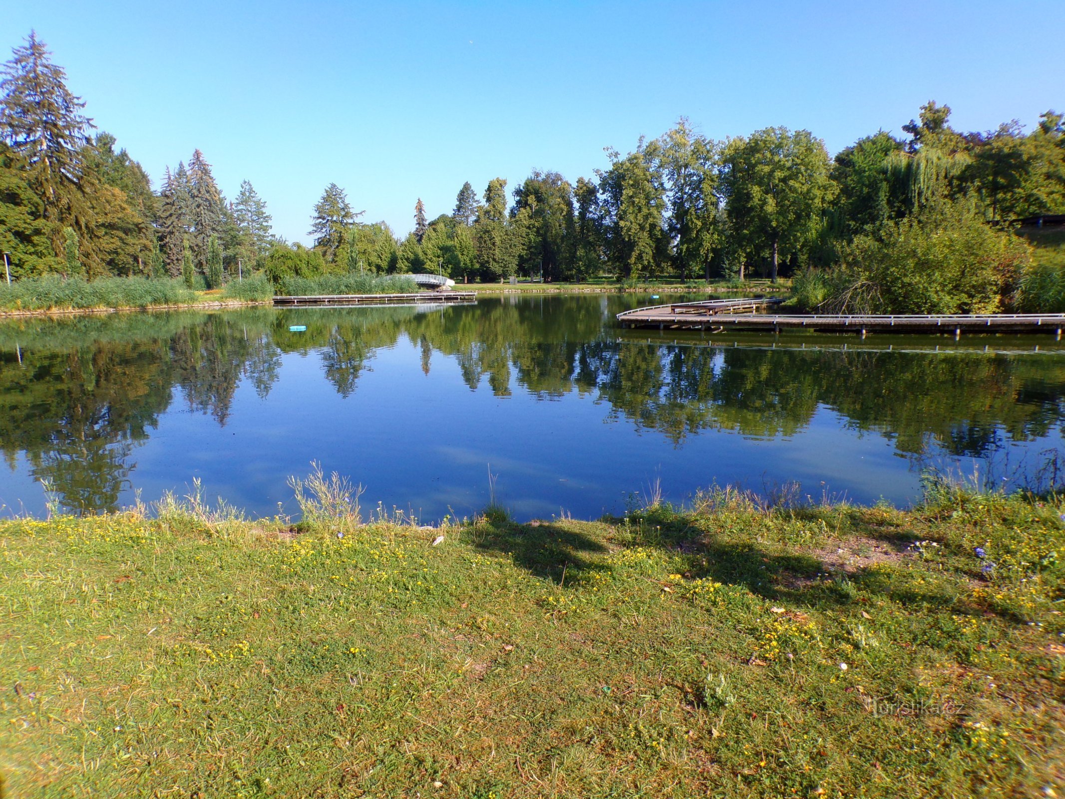 Rybník v Šimkových sadech (Hradec Králové, 24.7.2022)