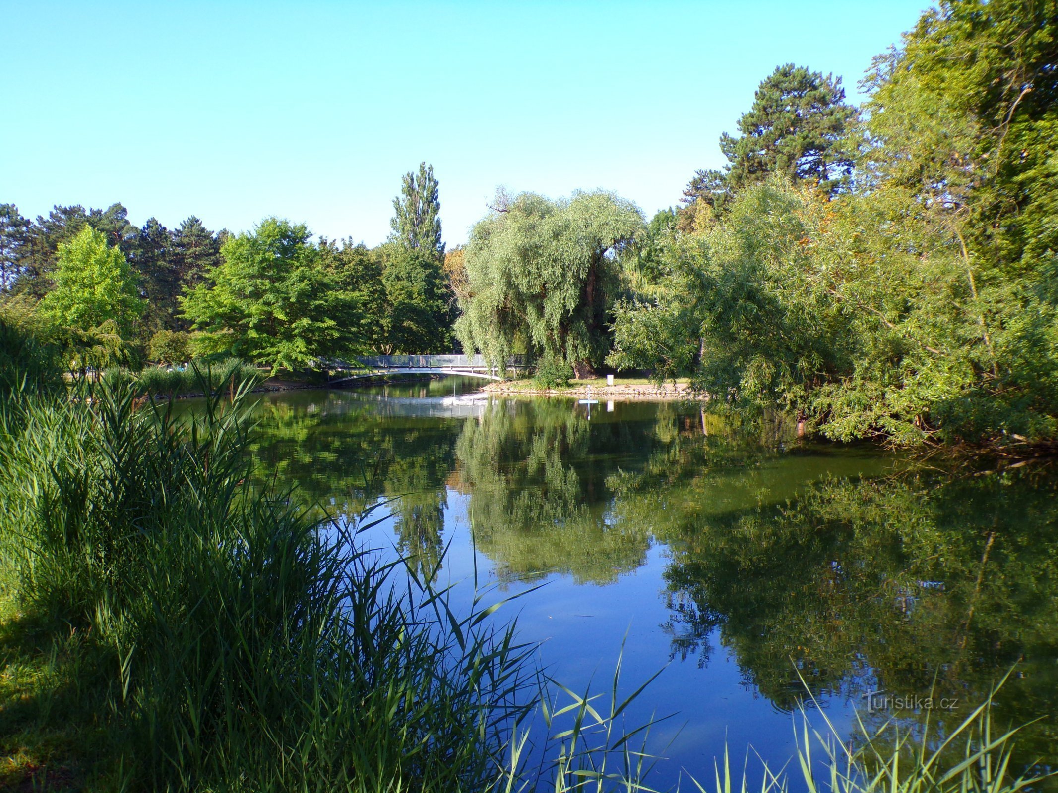 Pond in Šimkovy Sady (Hradec Králové, 24.7.2022/XNUMX/XNUMX)