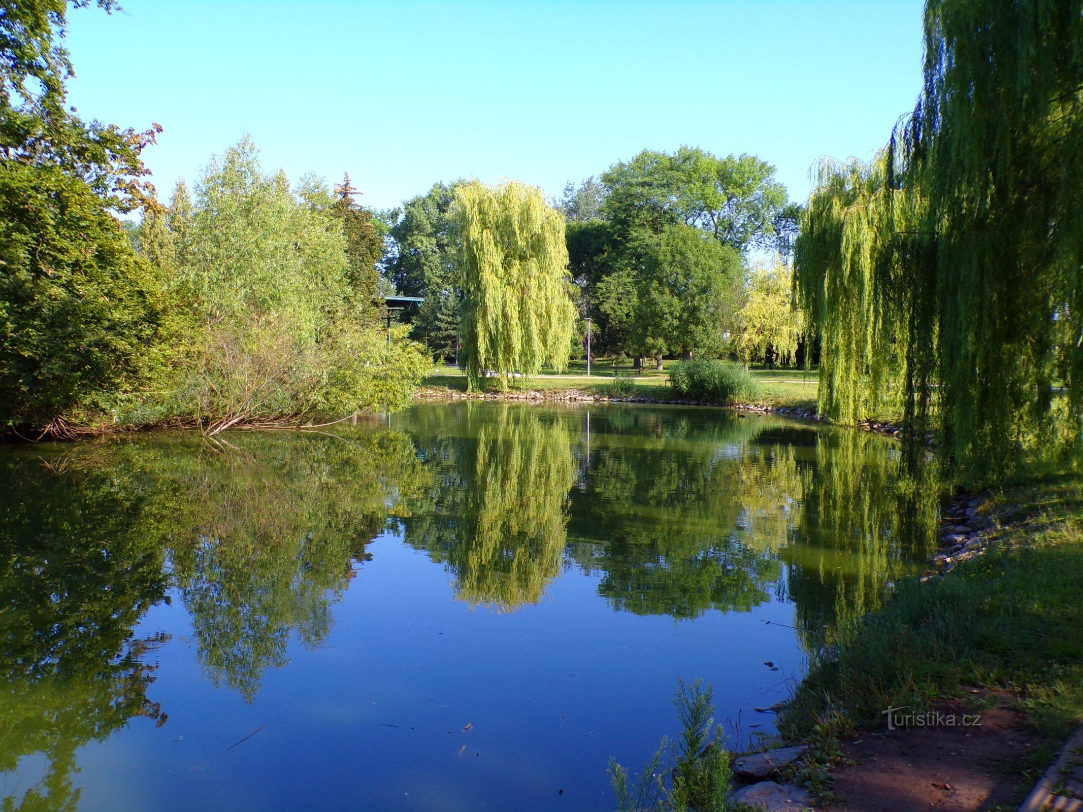 Vijver in Šimkovy Sady (Hradec Králové, 24.7.2022/XNUMX/XNUMX)