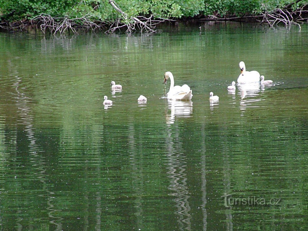 Vidlák pond