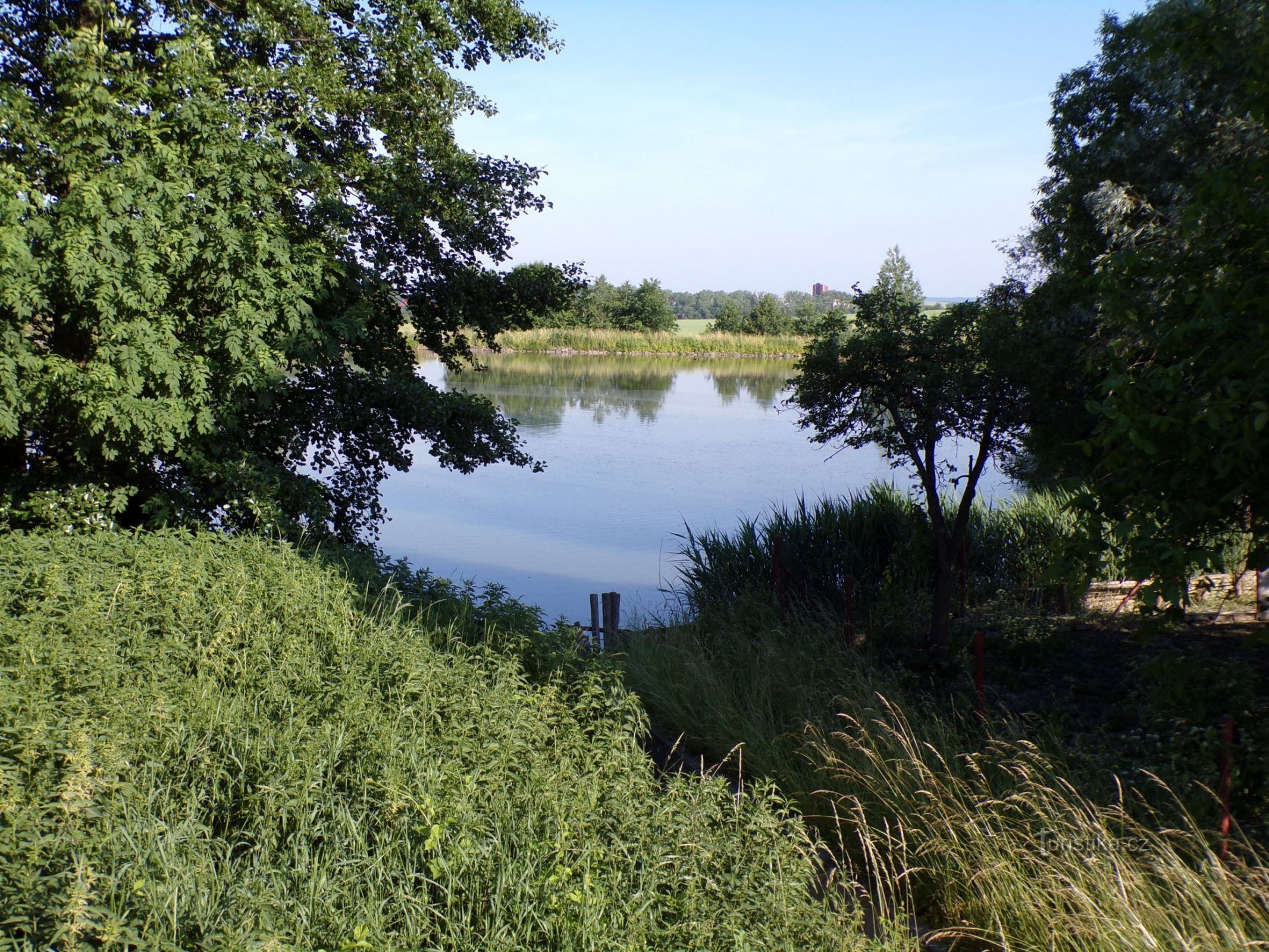 Vyhnálov Pond (Dohalice, 20.6.2021-XNUMX-XNUMX)