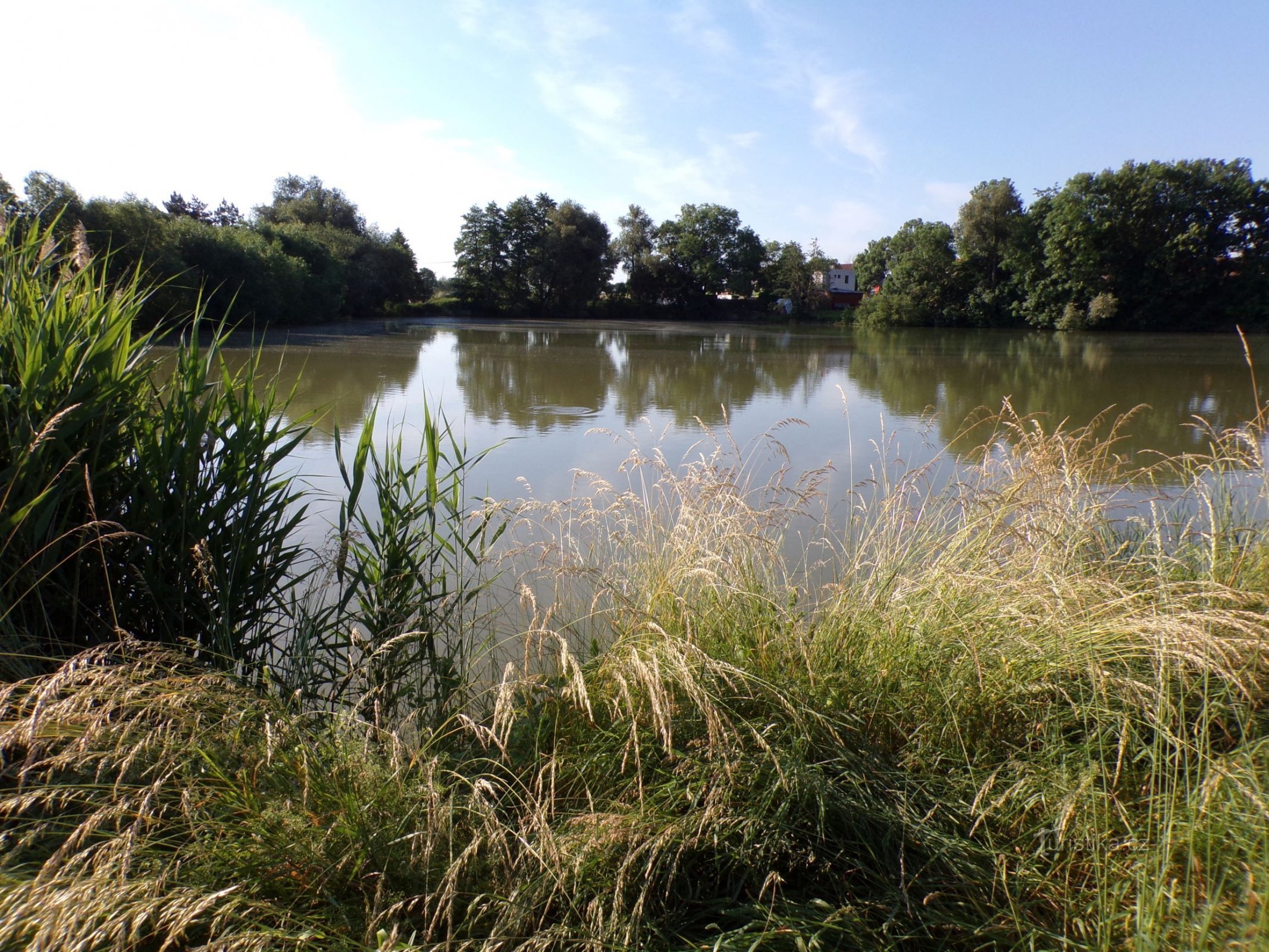 Vyhnálov Pond (Dohalice, 20.6.2021)