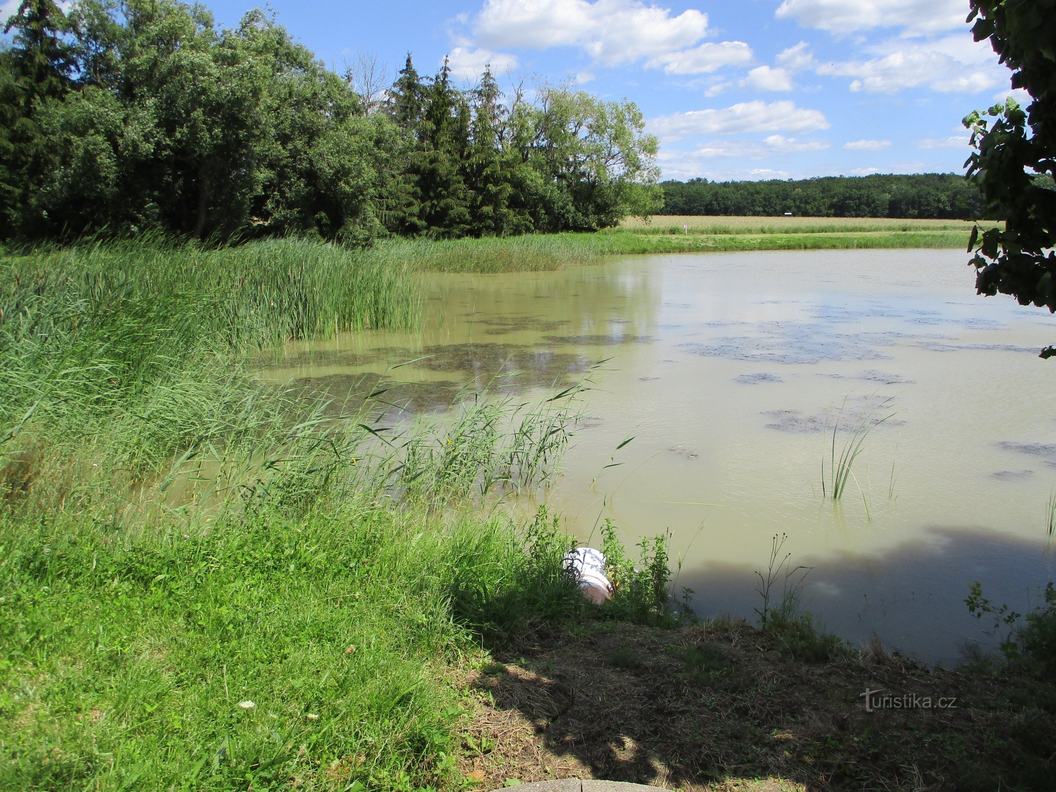 Rybník Žabinec (Budín, 30.6.2020)