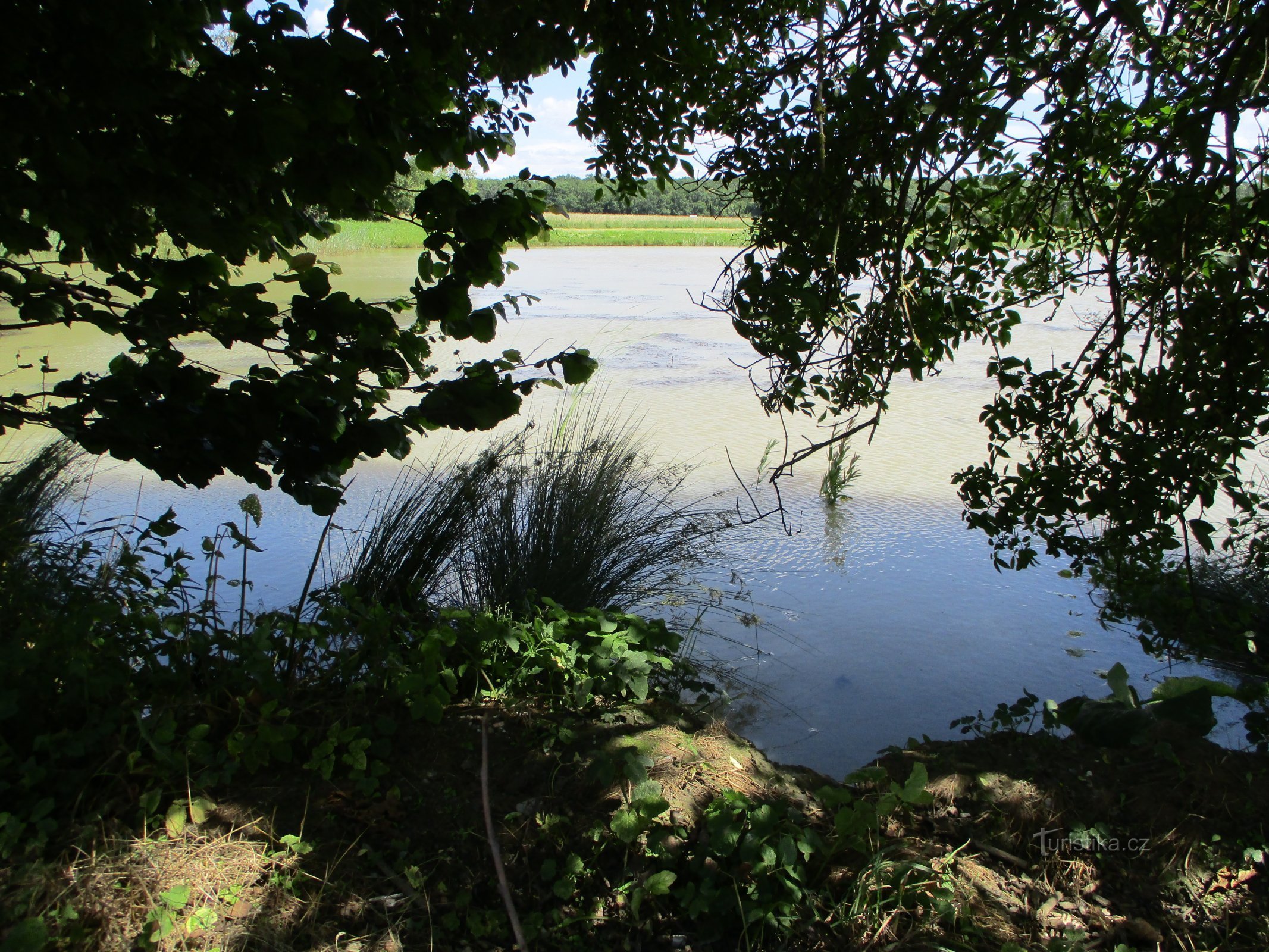 Žabinec Pond (Budin, 30.6.2020/XNUMX/XNUMX)