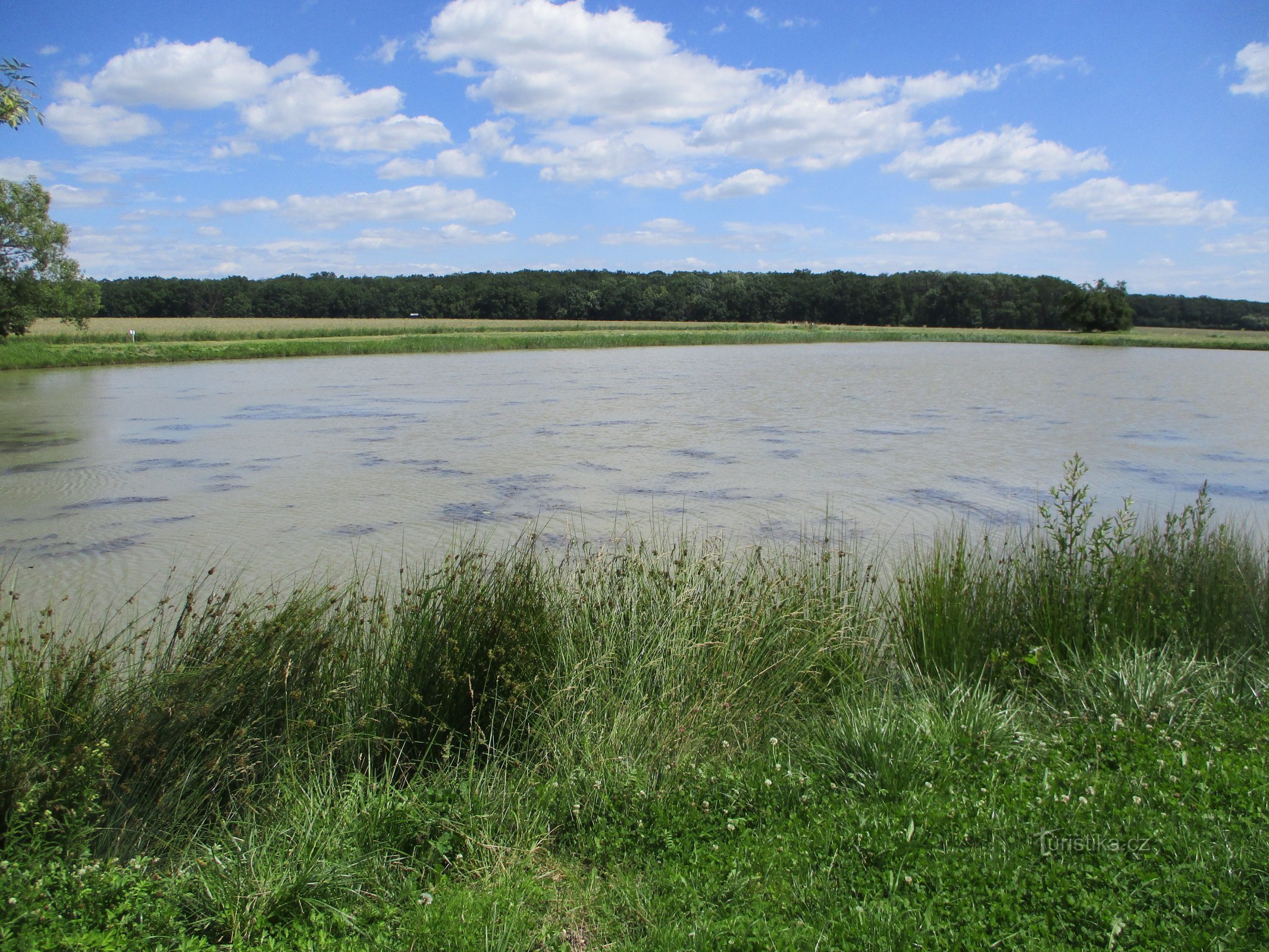 Žabinecin lampi (Budin, 30.6.2020)