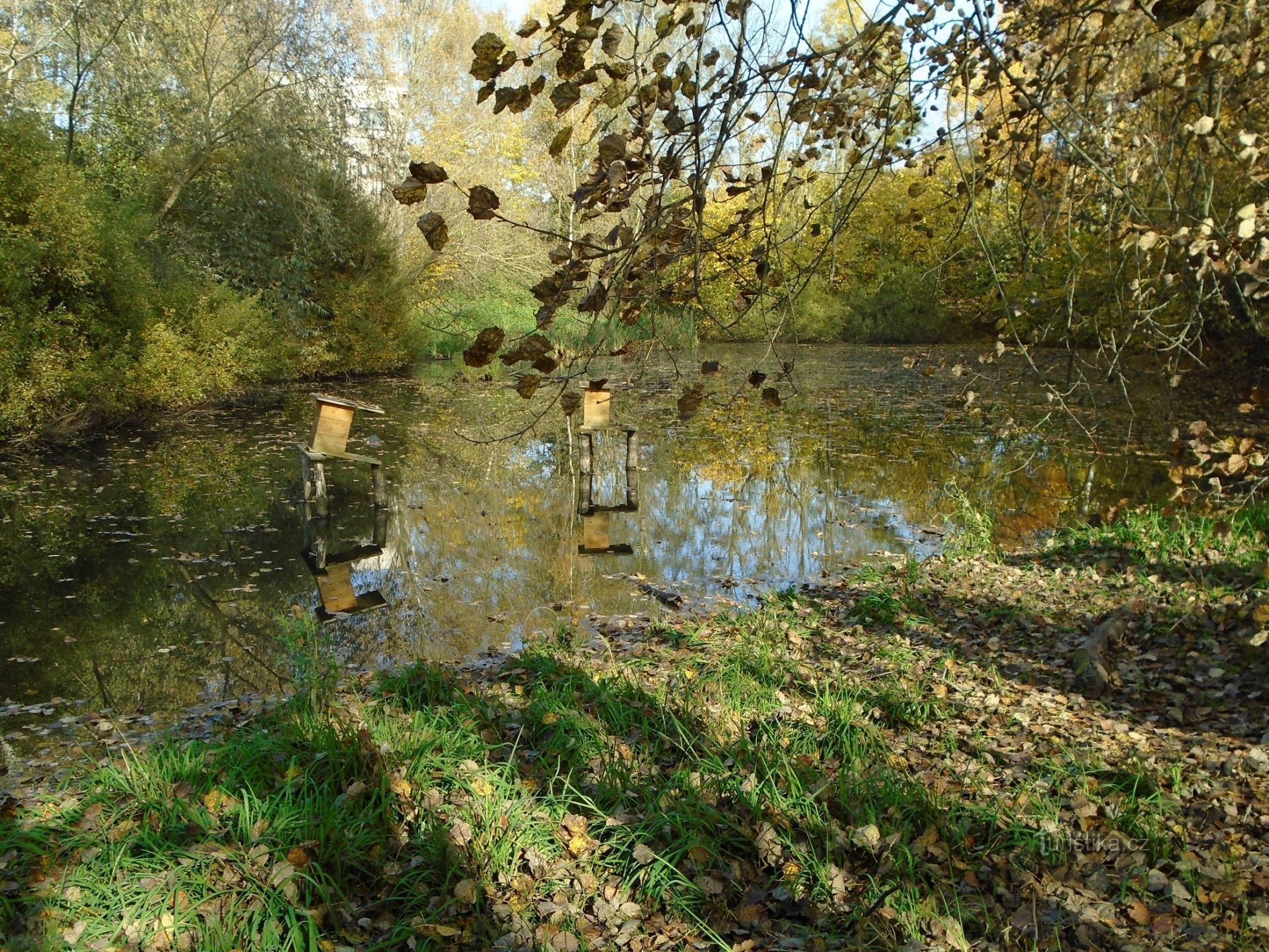 Rybník Zásyp (Havlovice, 17.10.2017.)