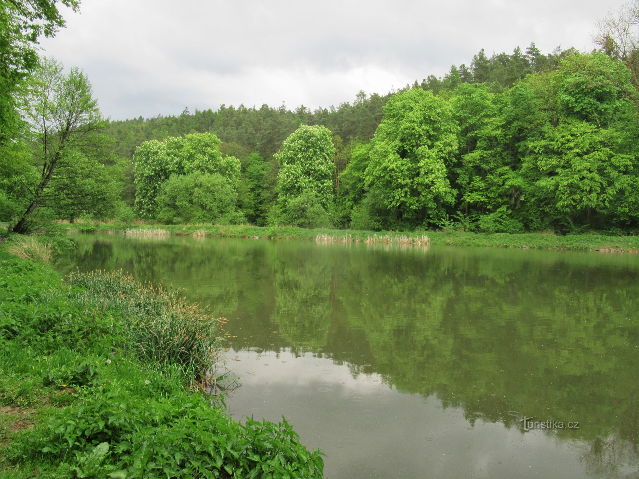 Ponávka 的池塘