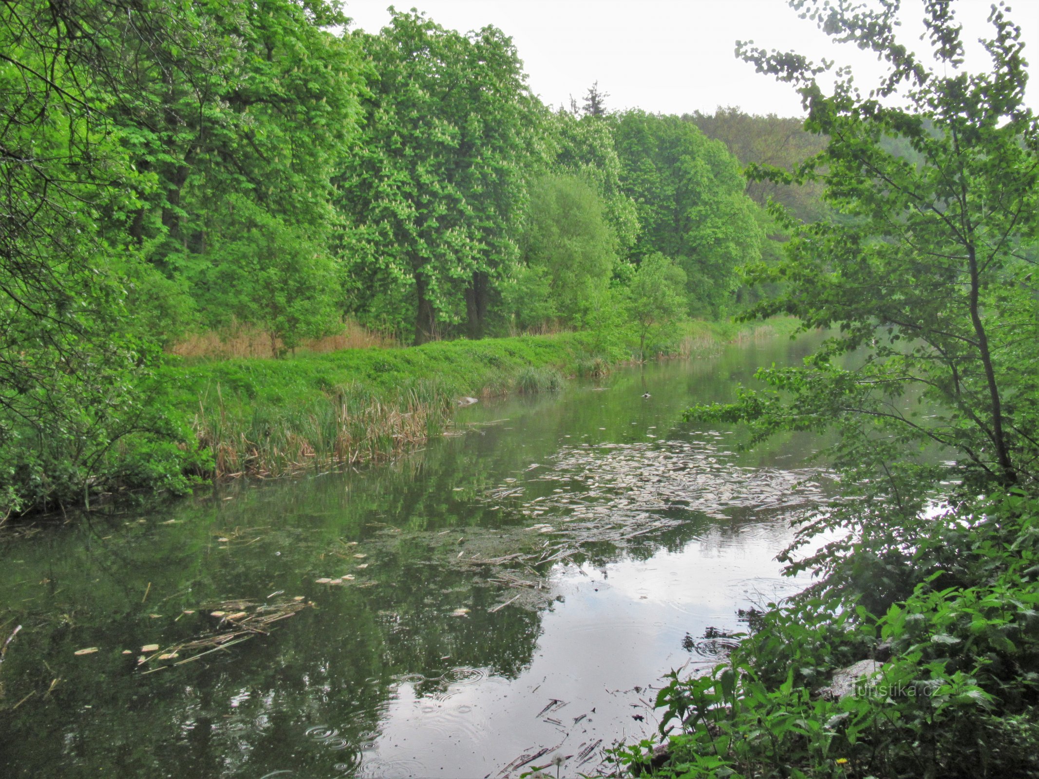 Ponds on Ponávka