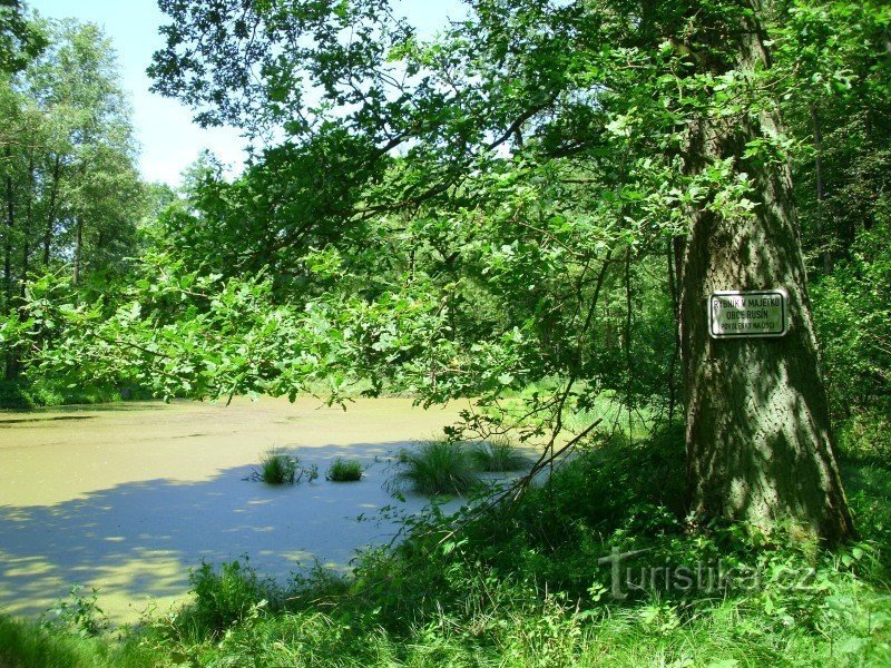 Estanques en el arroyo Hrozová