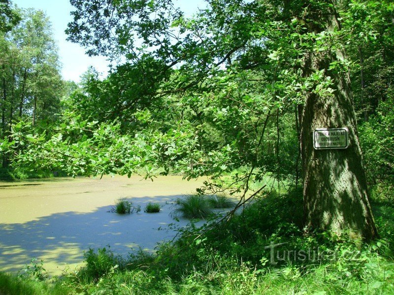 Lagoas no córrego Hrozová