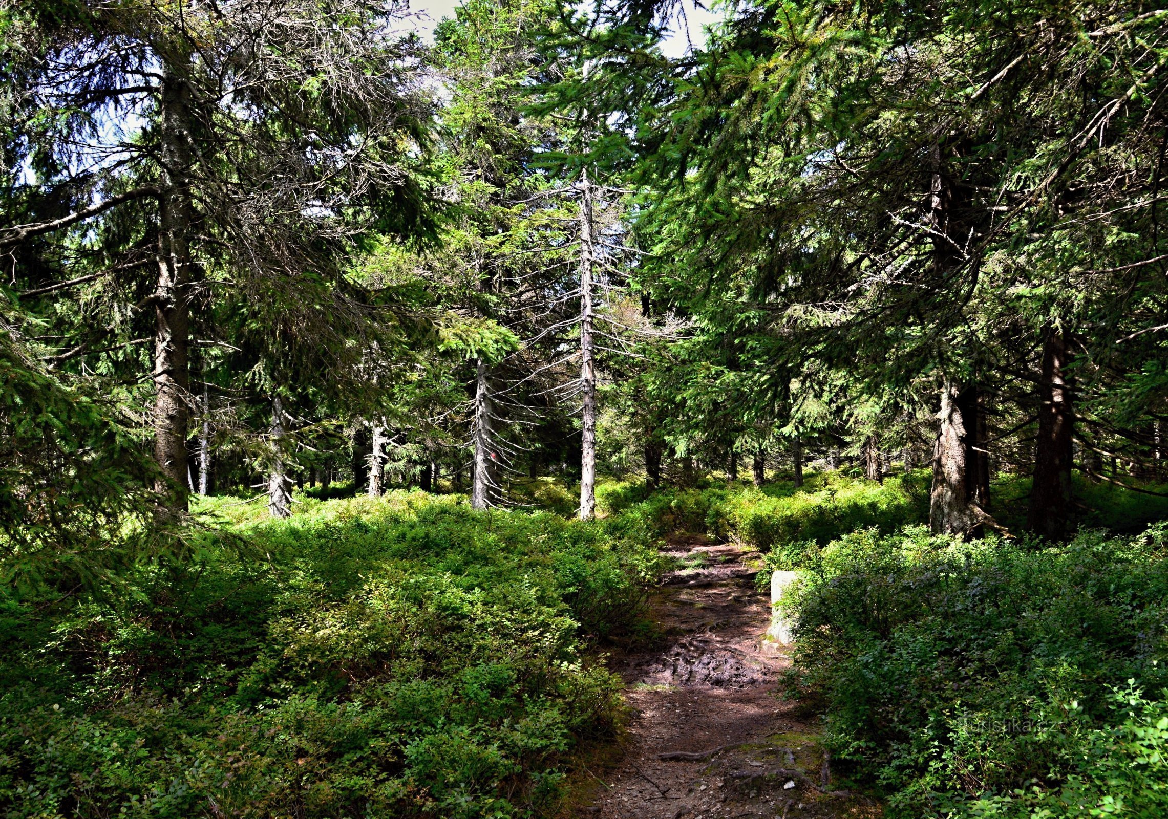 Rychlebské hory: foresta su Smrku