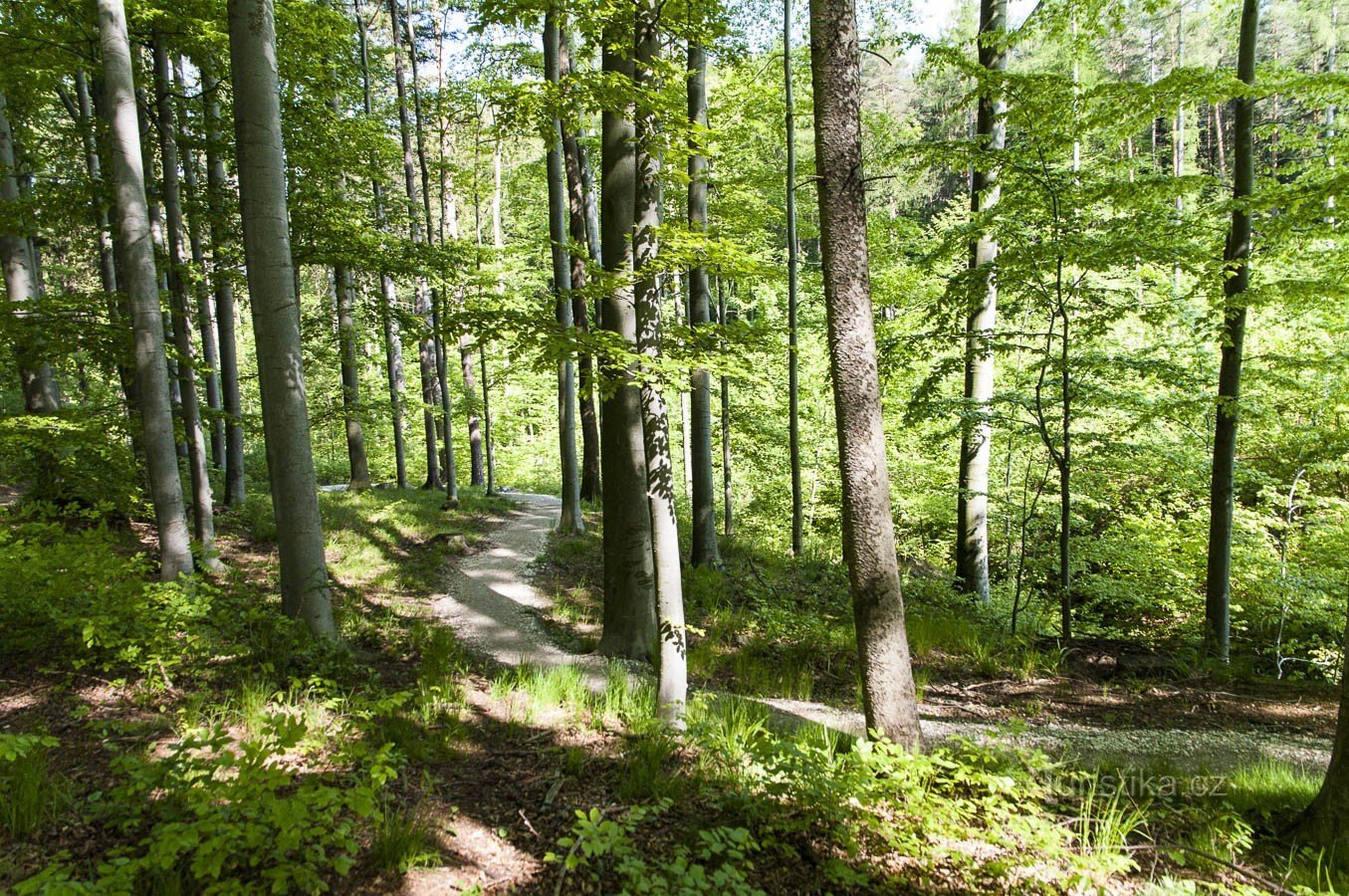 Rychlebské trails