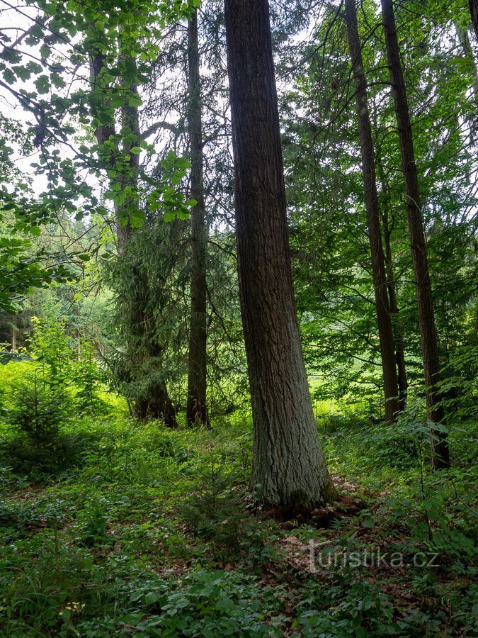 Rychnovský vrch - Đá tưởng niệm Liechtenstein