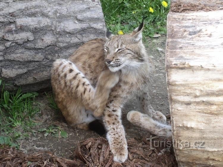 Lynx en la estación de Pasíčka