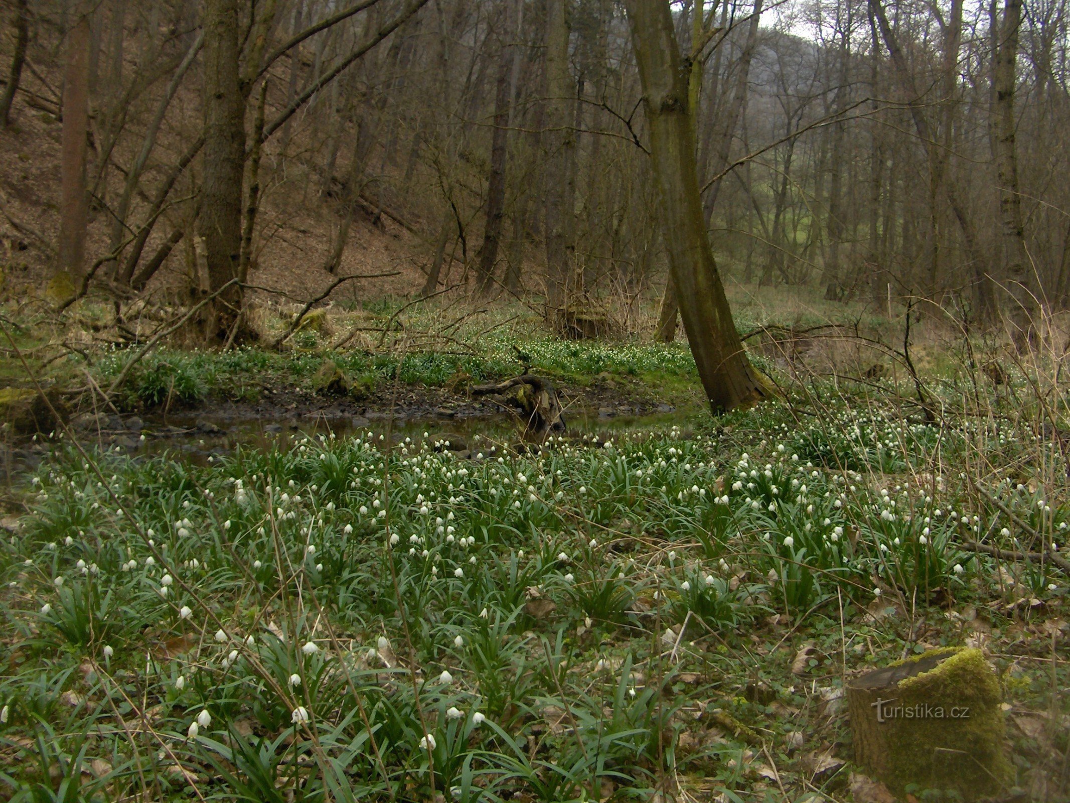 Gravur der Schlucht.