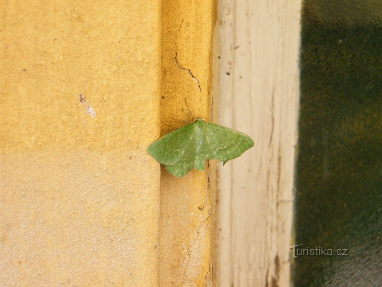 Wir beginnen mit dem Schmetterling