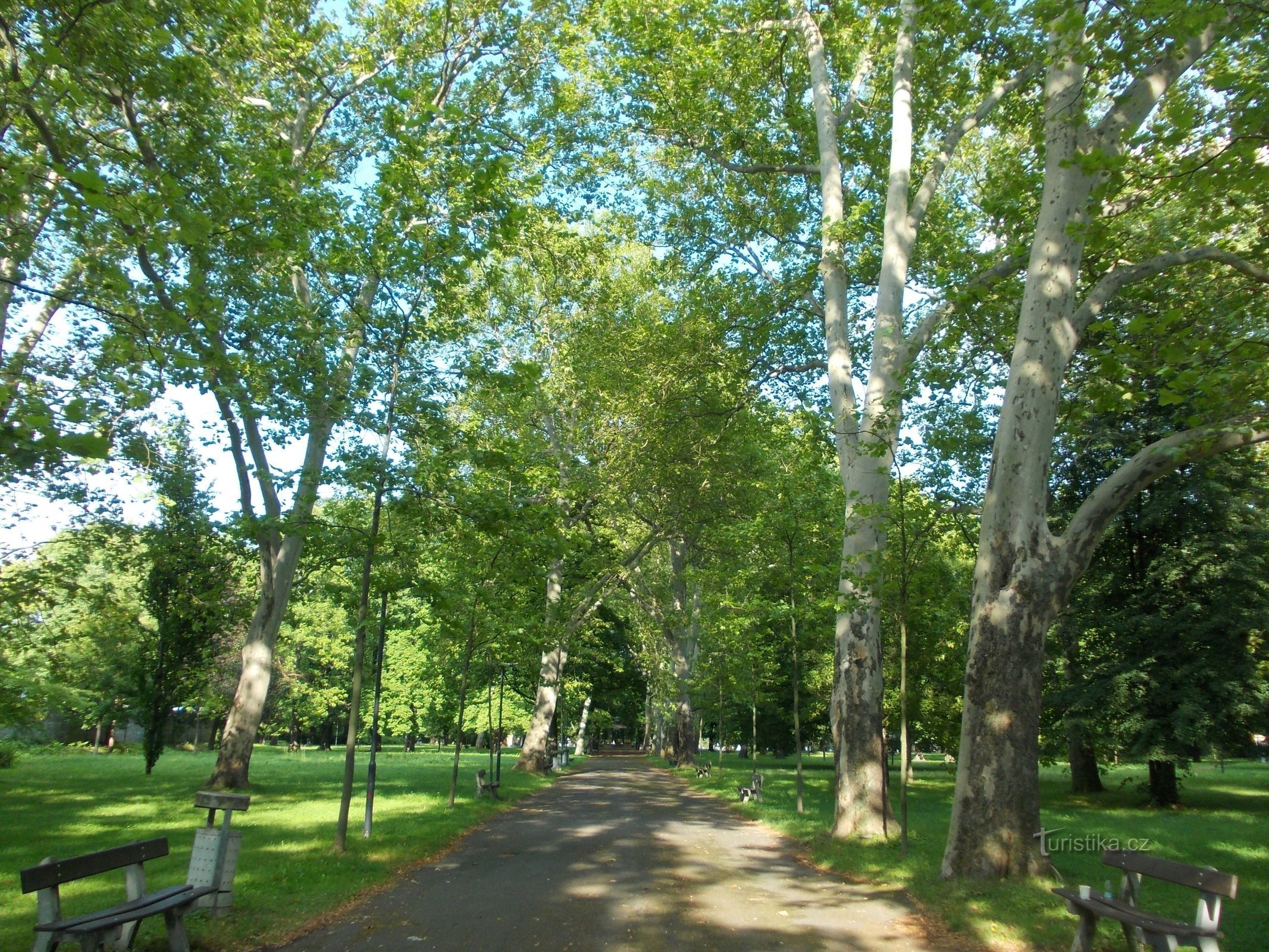 orchard with sturdy trees