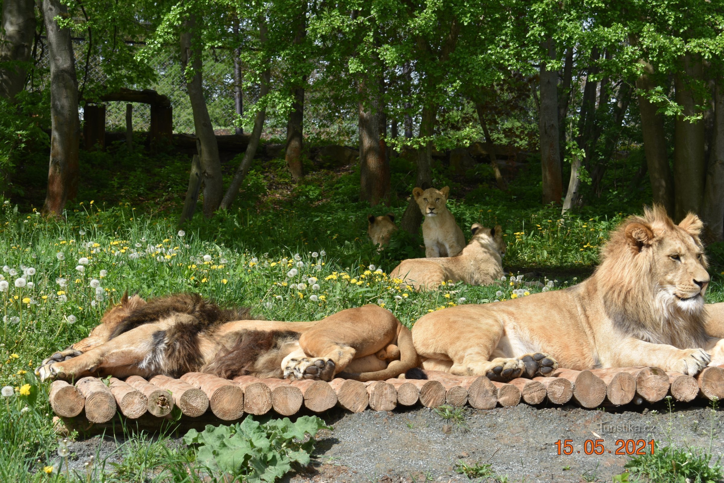 Safari 和 ZOO Dvur Králové