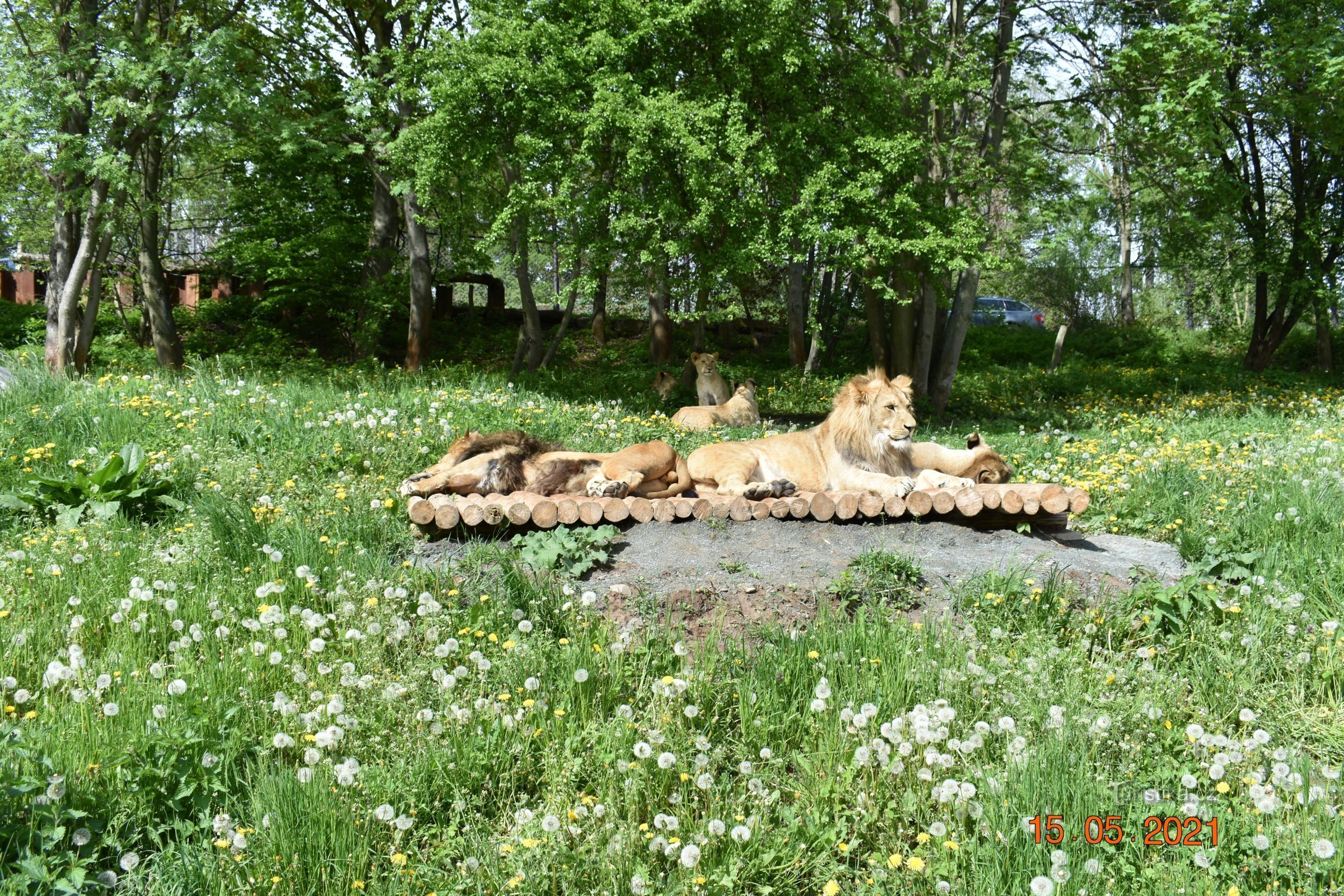 Safari i ZOO Dvur Králové