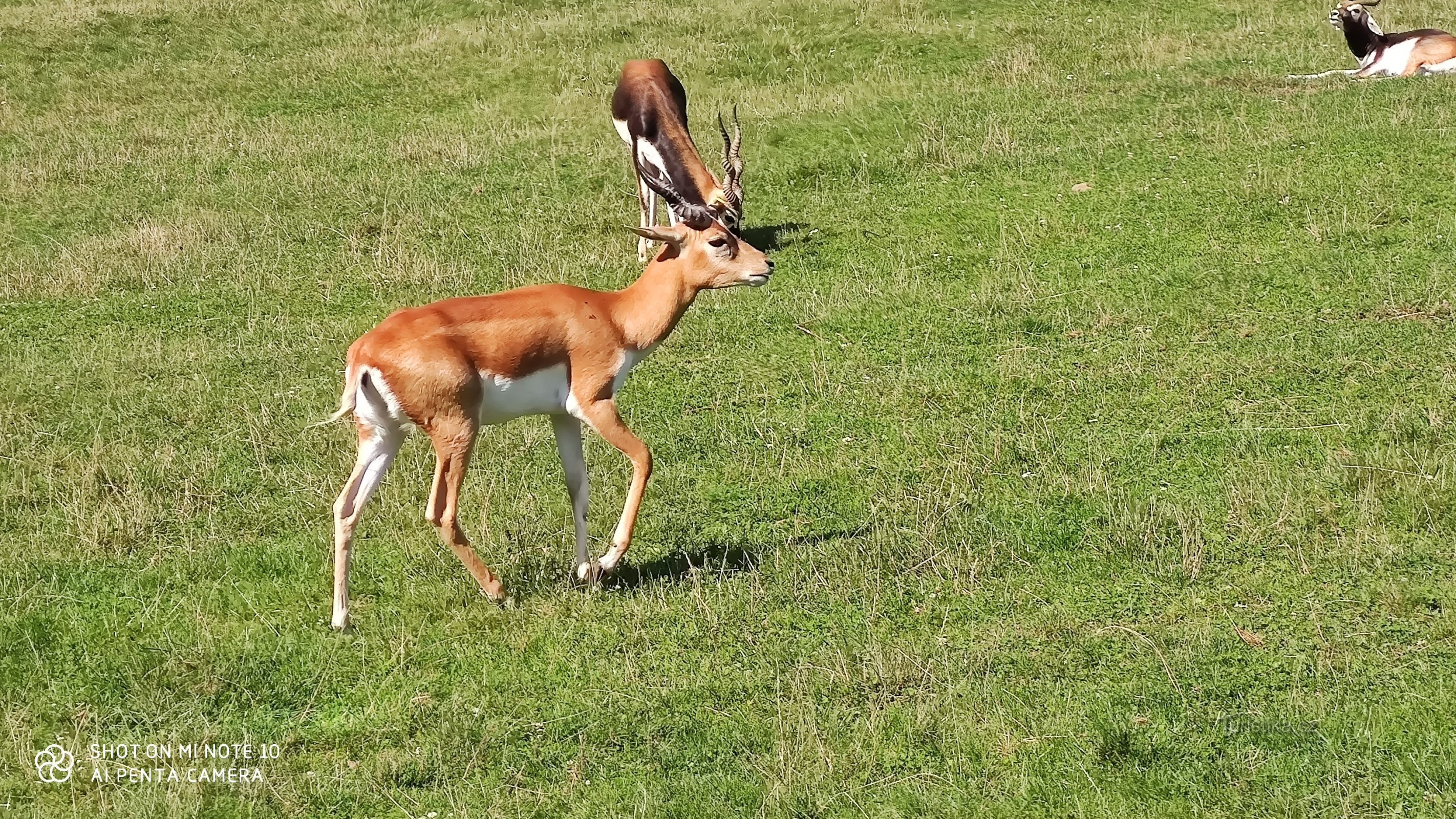 オストラヴァ動物園のサファリエクスプレス