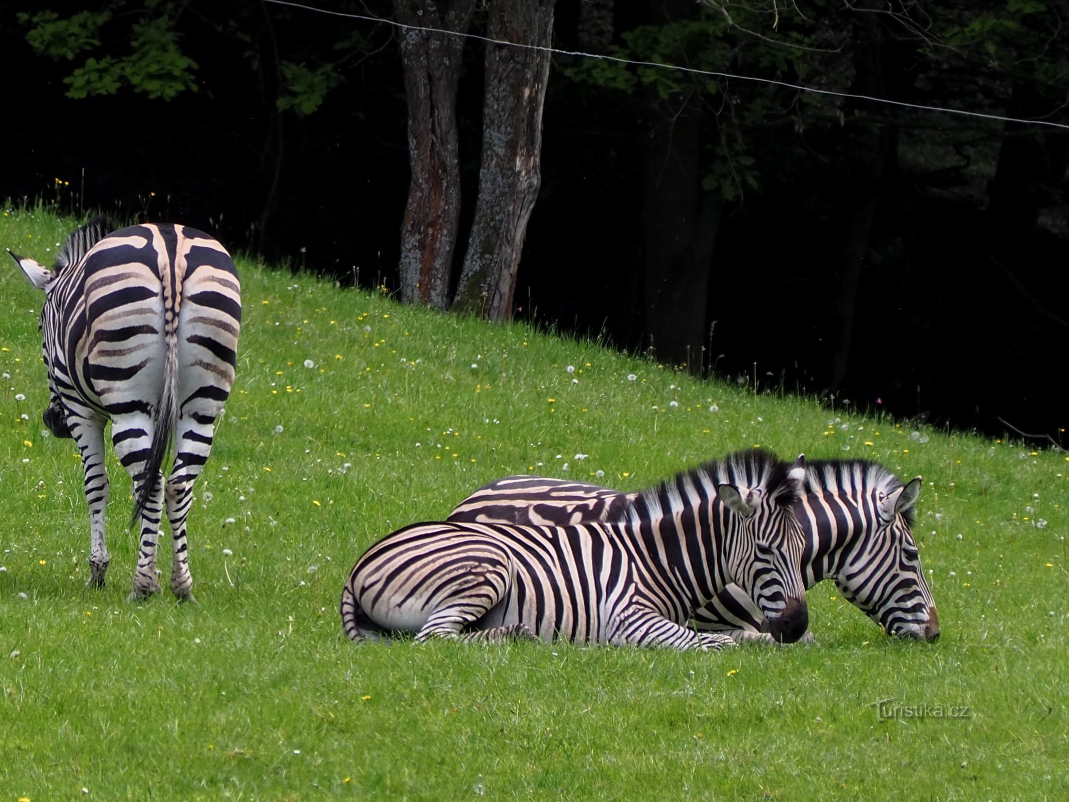 Dvur Králové Safari Park