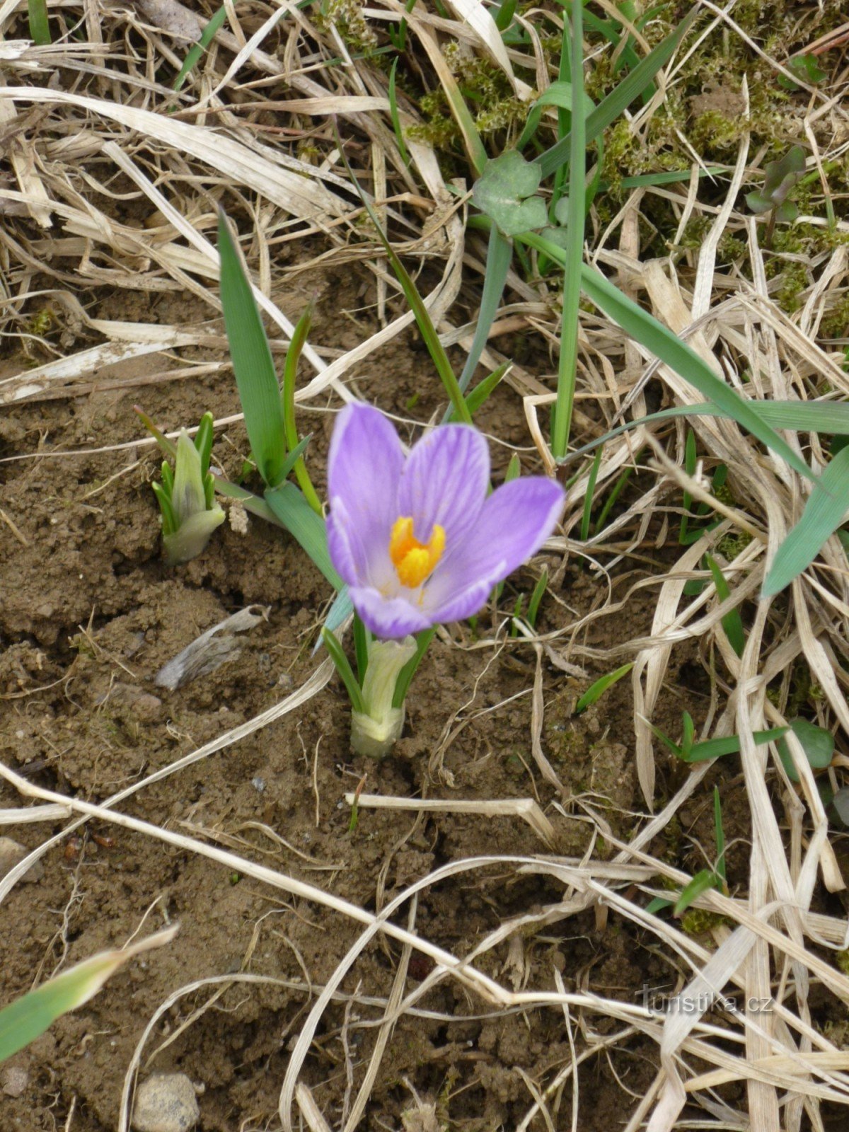 藏红花