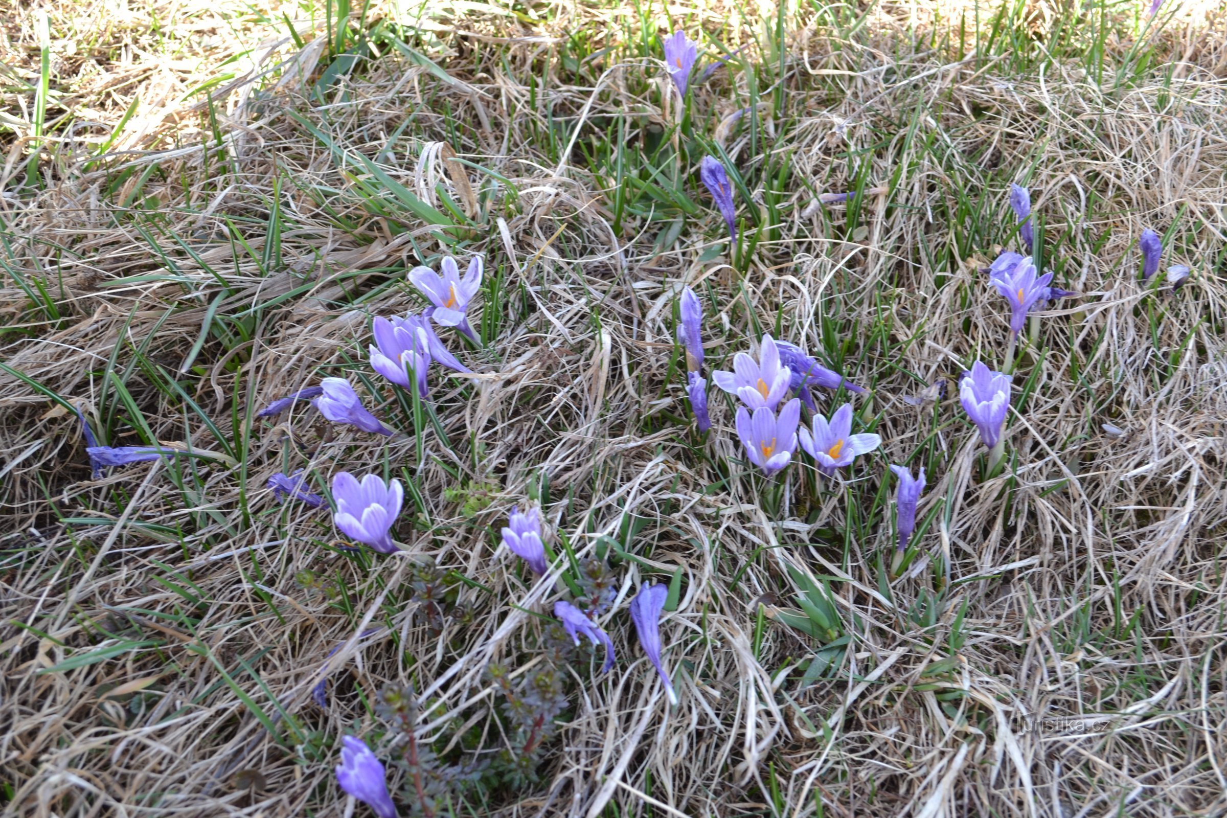 vitblommigt saffran