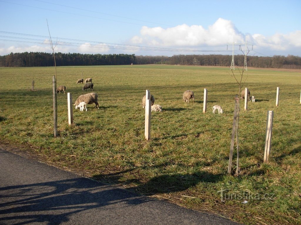 Salaš på Rudník