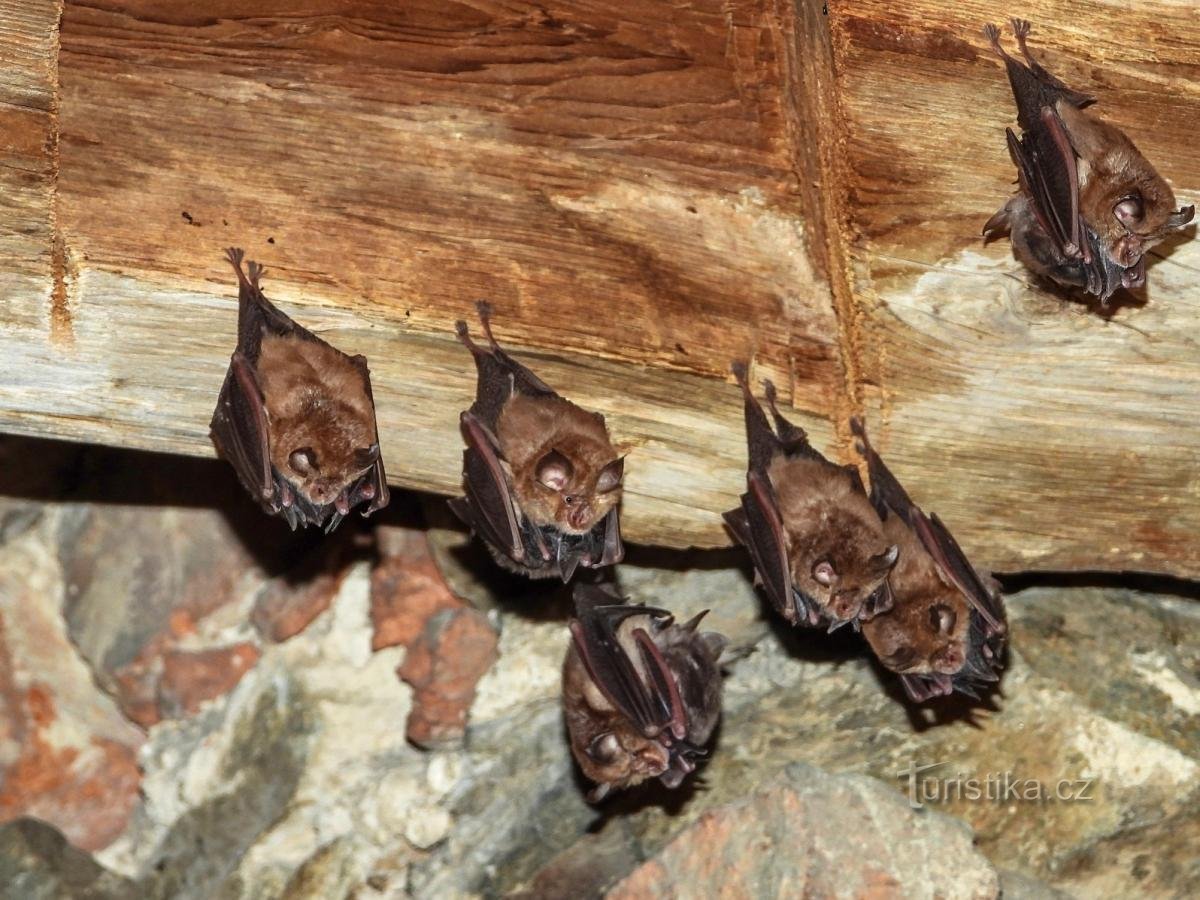 samice vrápence malého s mláďaty