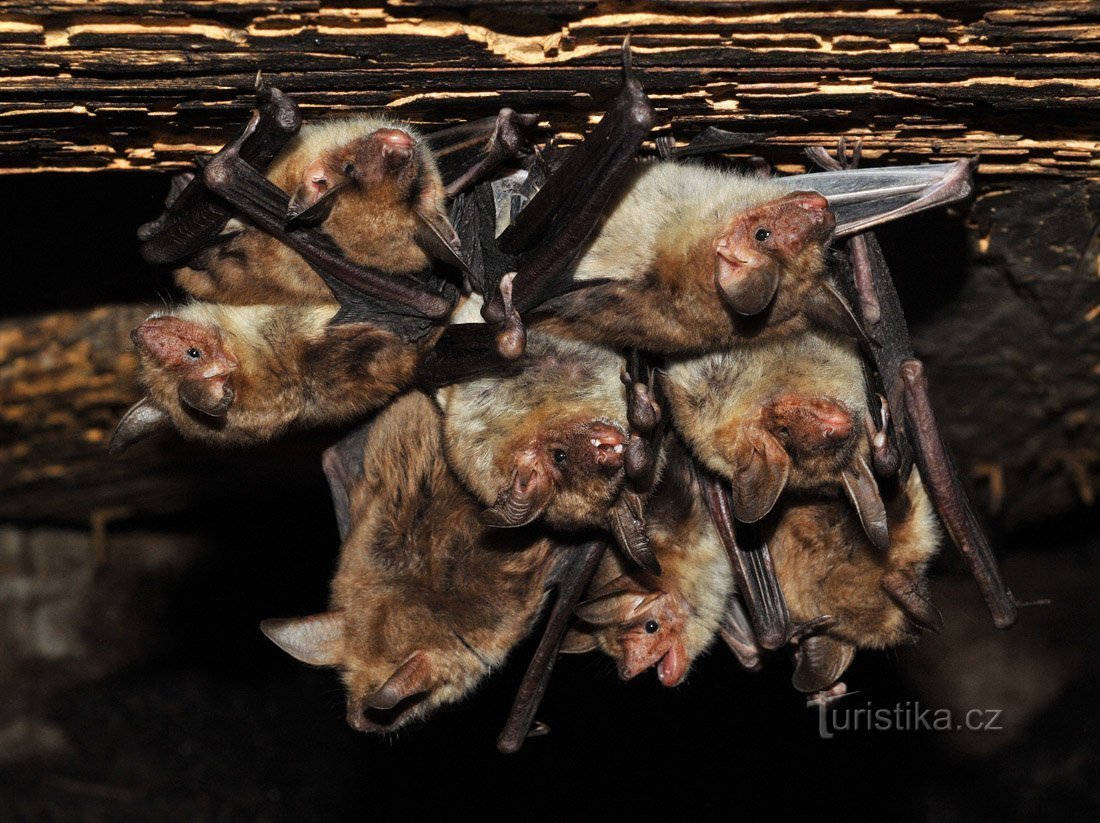 chauves-souris femelles dans une colonie d'été