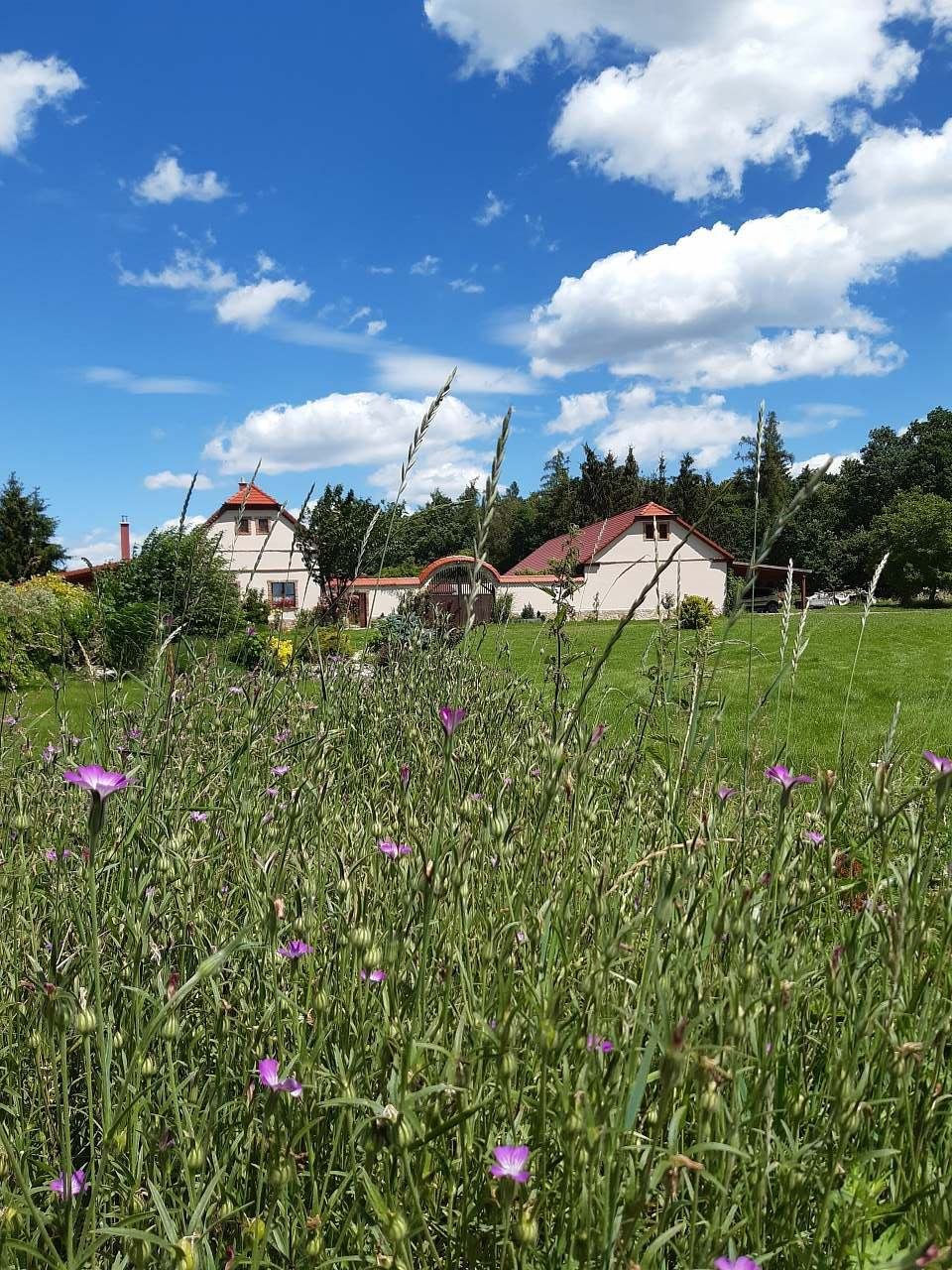 Ensamhet vid skogen