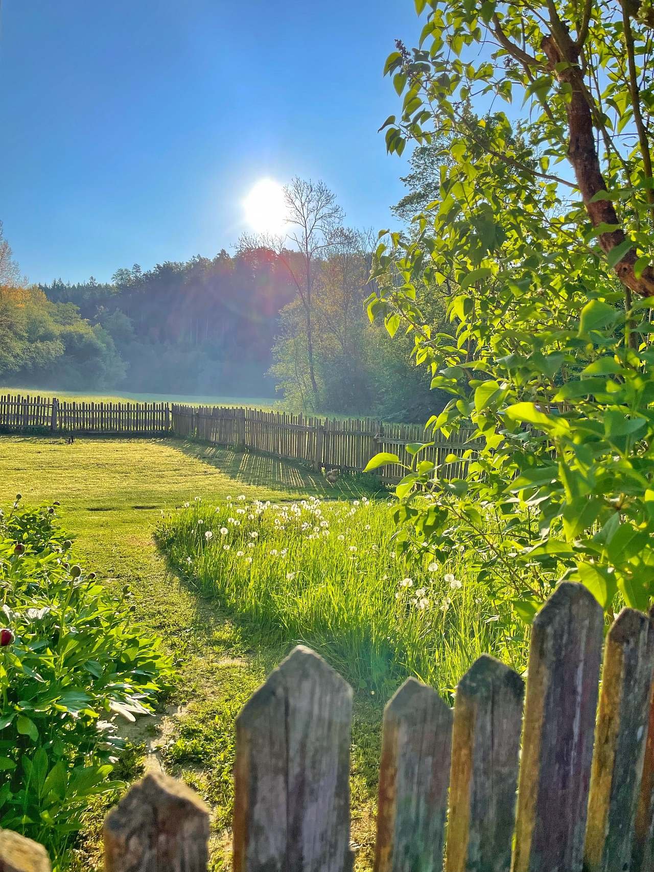 Samota u lesa v Rohli
