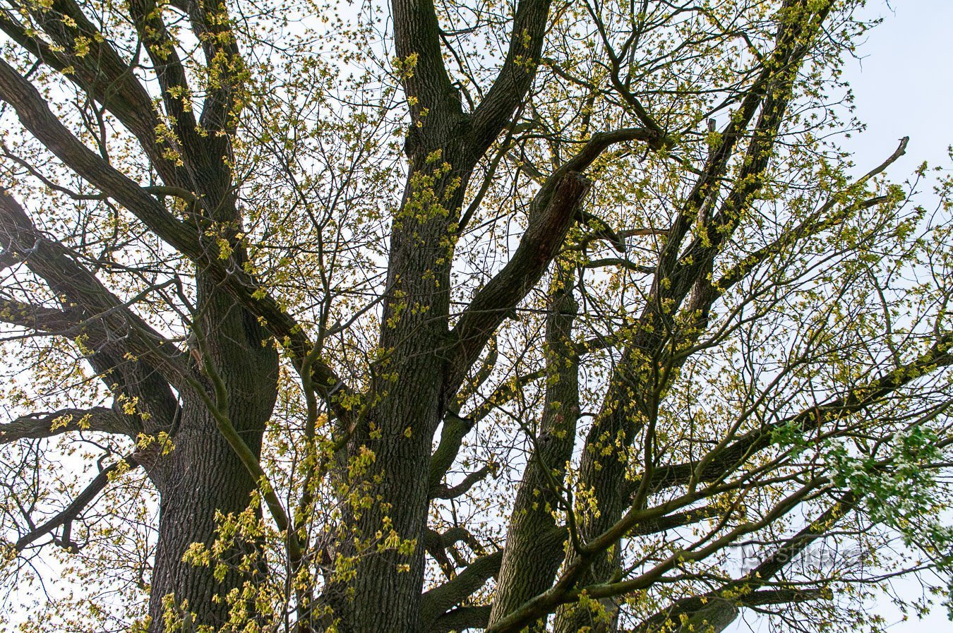 Chargoun oak