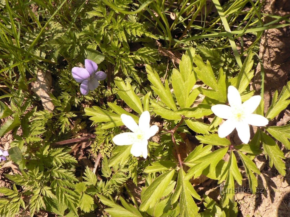 Anemonă