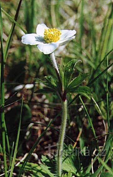 anémone des bois