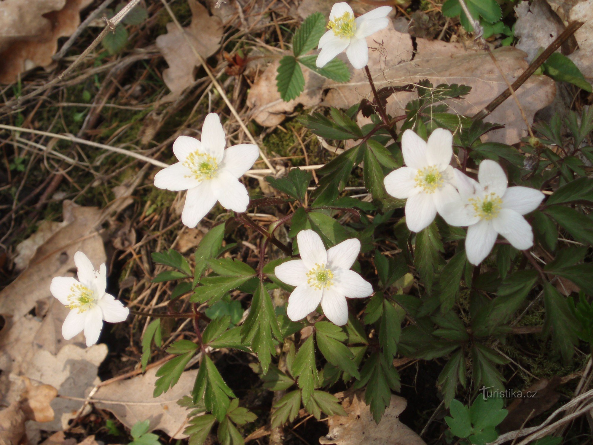 Anemones