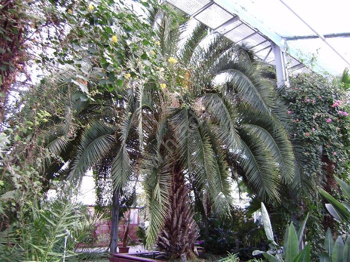 sbírkové skleníky Výstaviště Flora