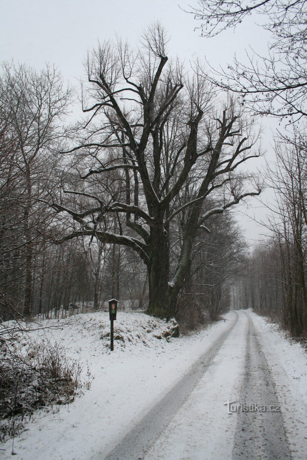 Schabestiels Linde