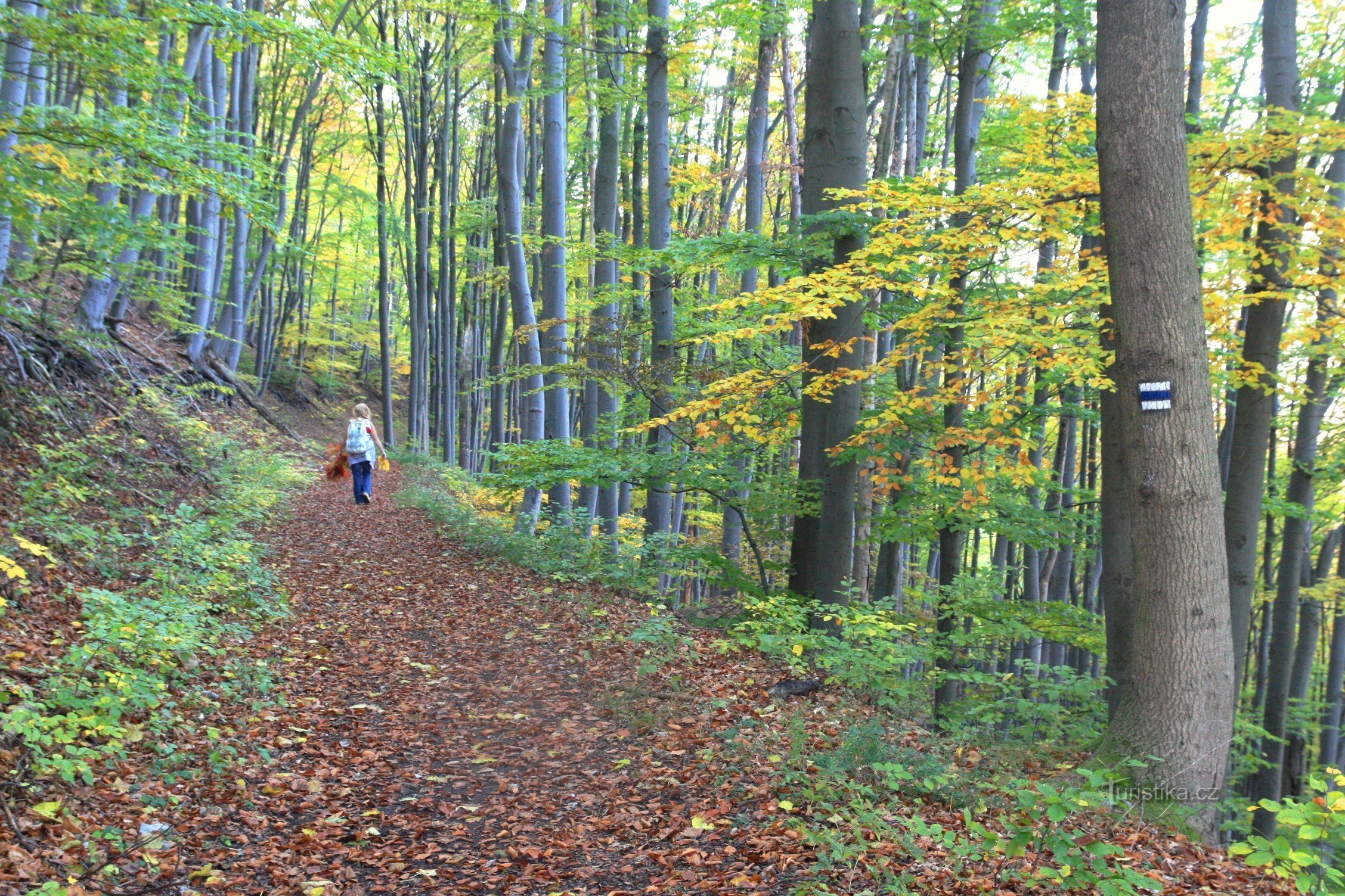 Chemin de Schatt