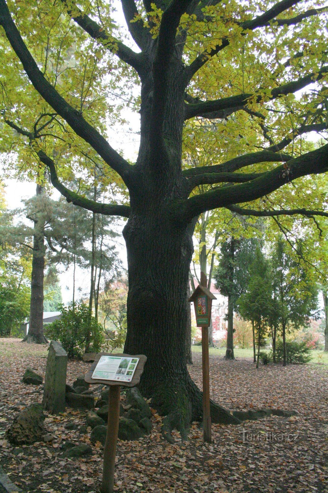 Dąb Schillera na Kvádrberk