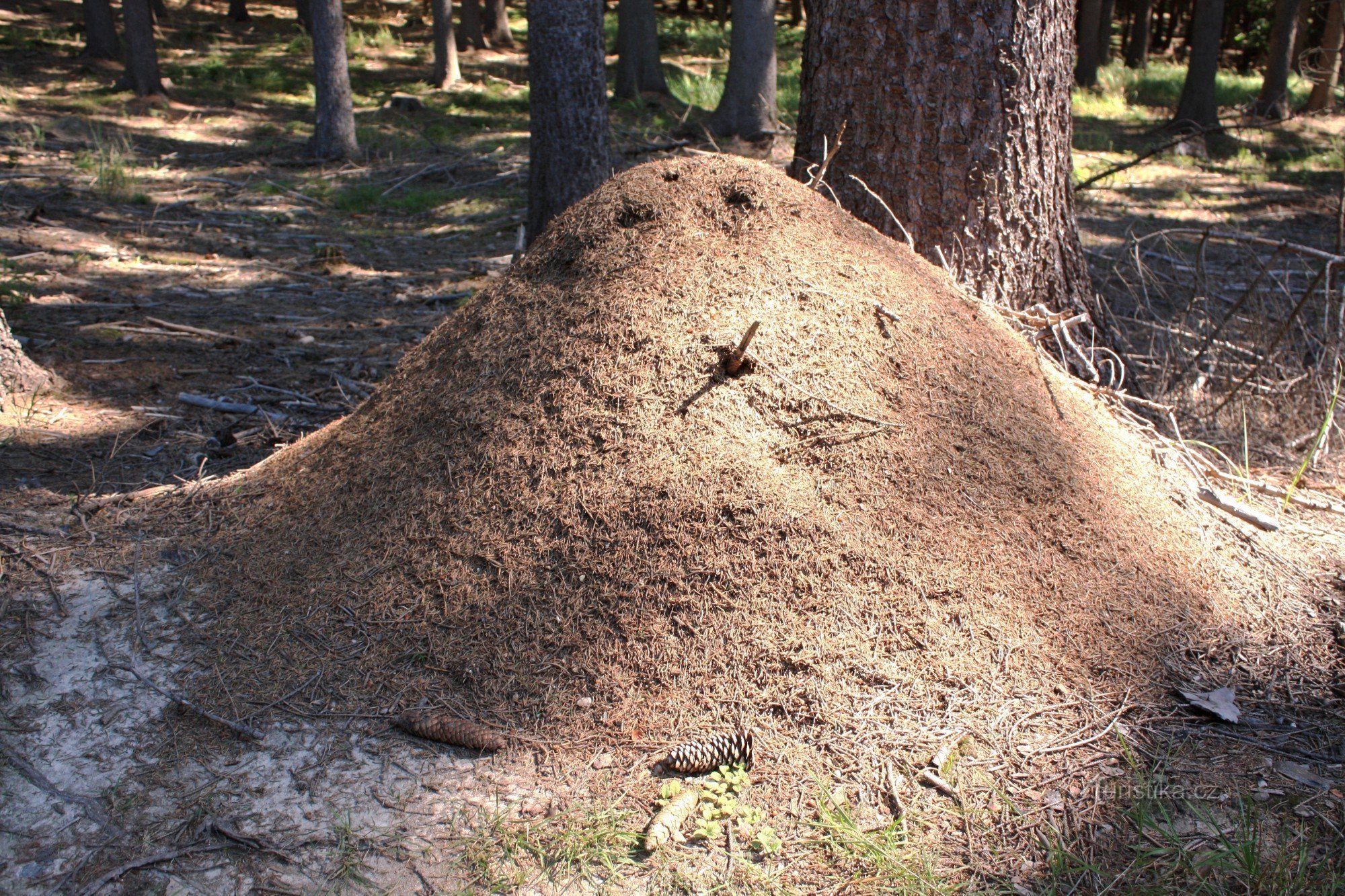 Šebeň - mraveniště