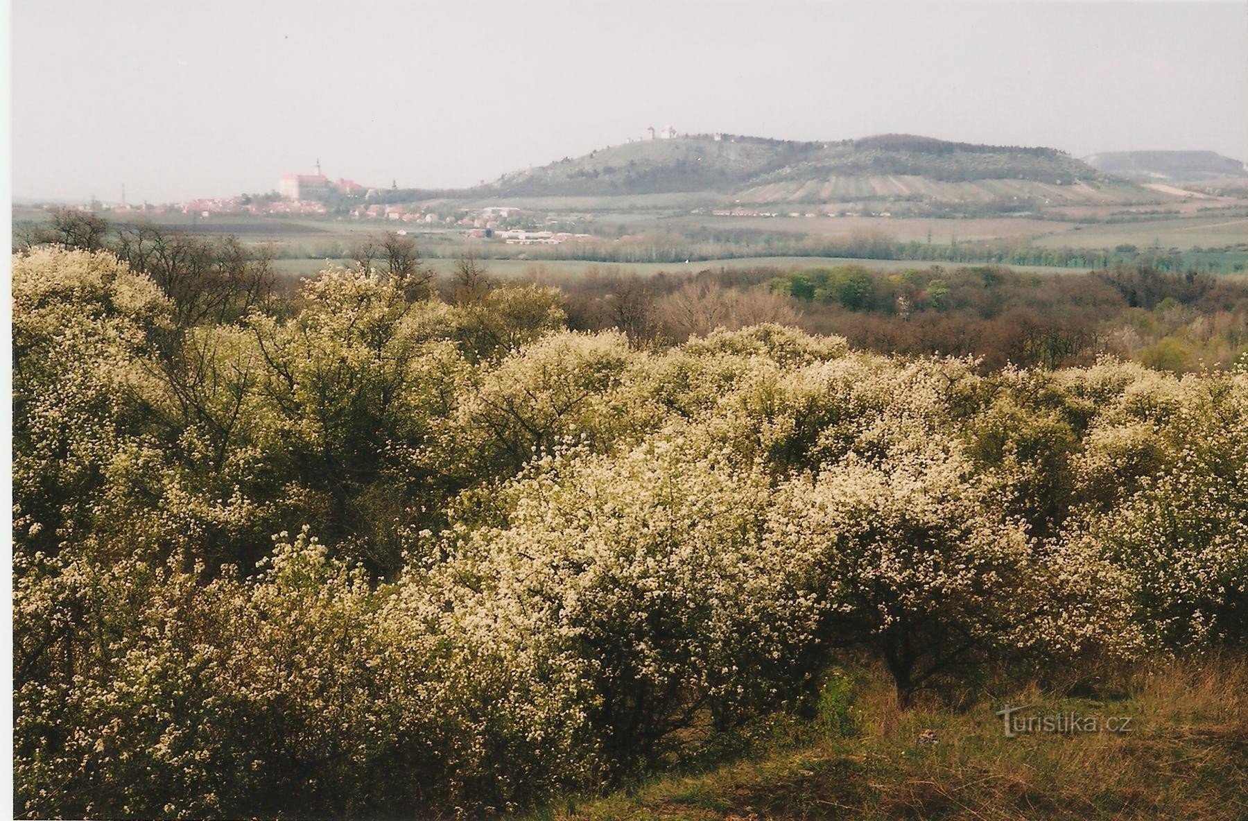 Skalniaki Sedleck - widok na Mikulov