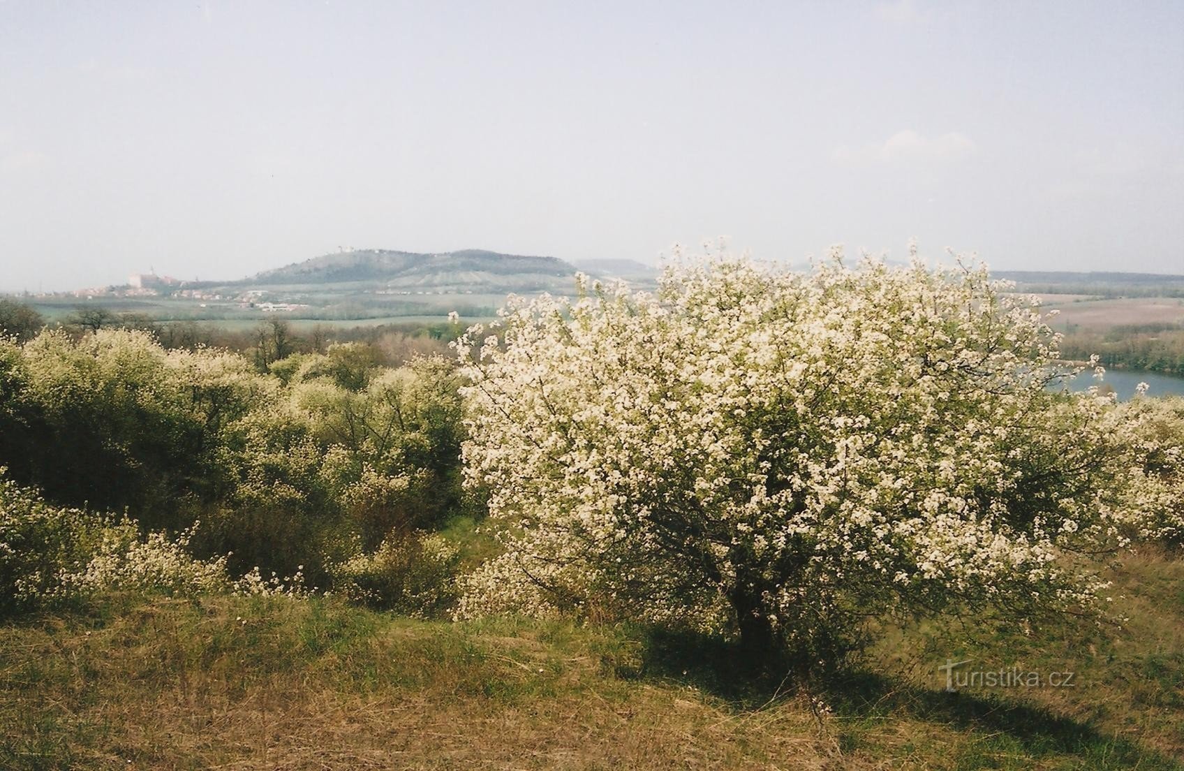 Skalniaki Sedleck - w tle Pálava