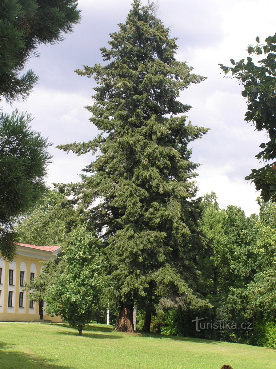 Sequoia's in het kasteelpark