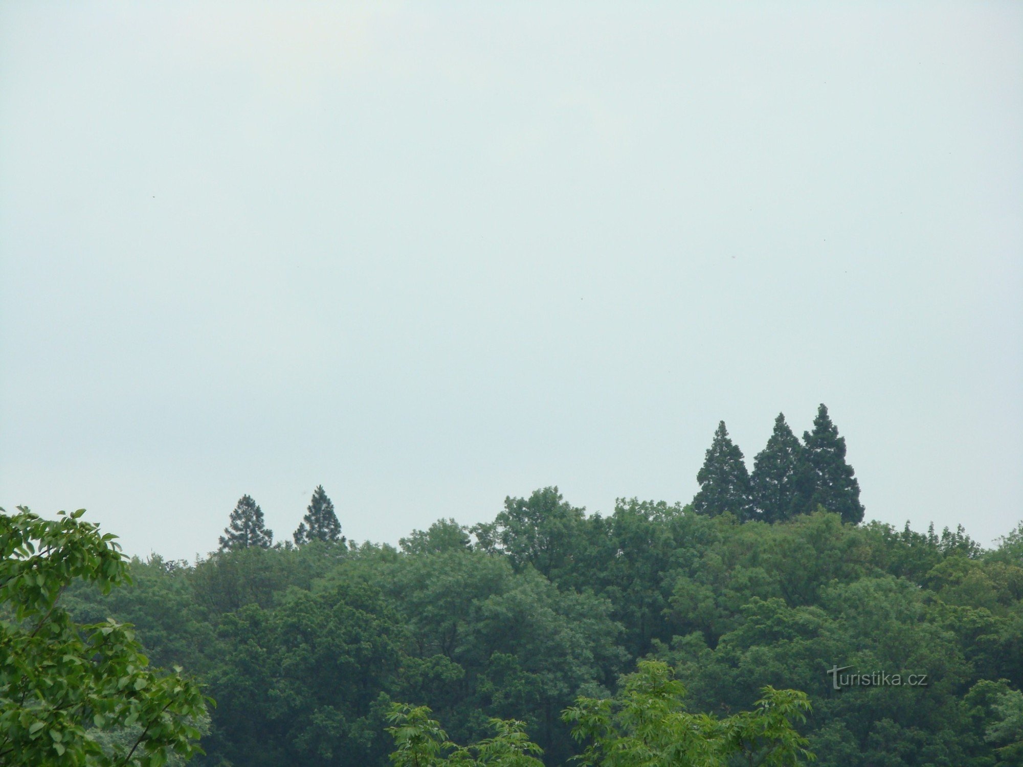 Séquoias géants à Ratměřice. Ils sont beaucoup plus grands que les autres arbres du parc du château.