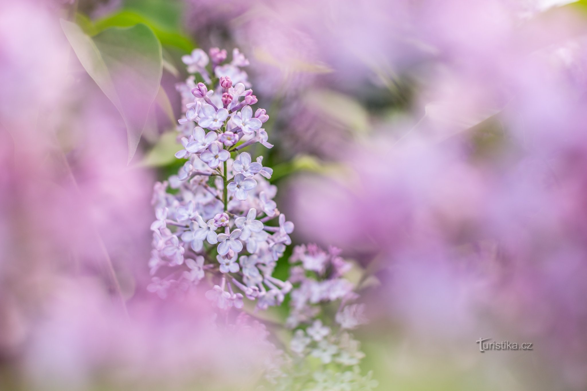 Lilas © Anna Jirásková