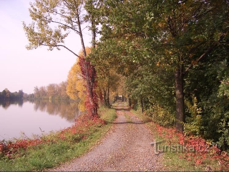 Nordufer des Teiches (zwischen Teich und Bahnlinie)