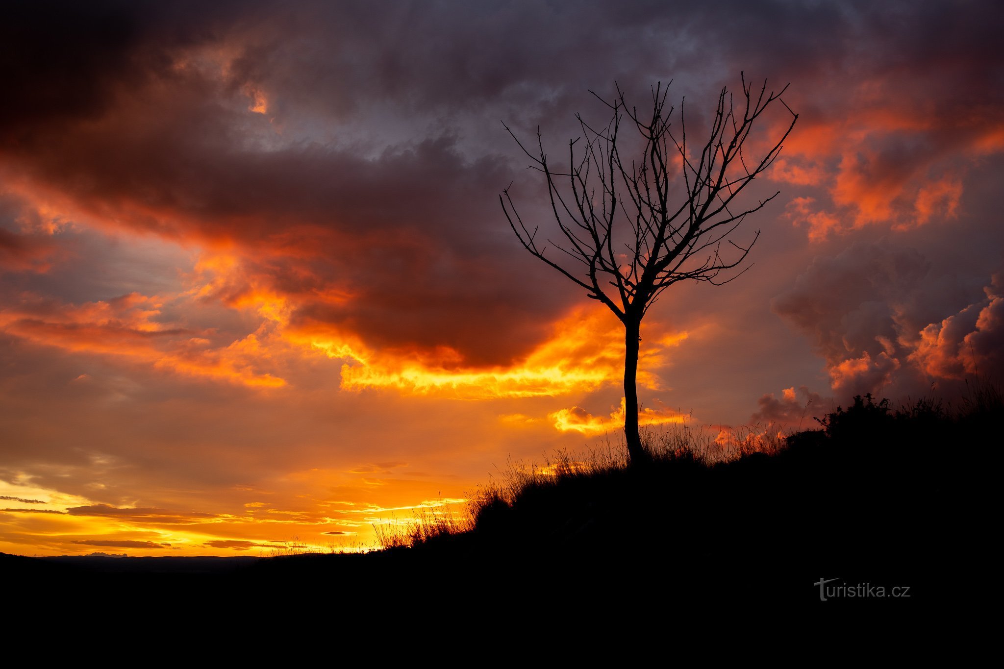 Silhouette d'un arbre sec, České středohoří, République tchèque, 21:04, 15/7/2021, Canon EOS R6+