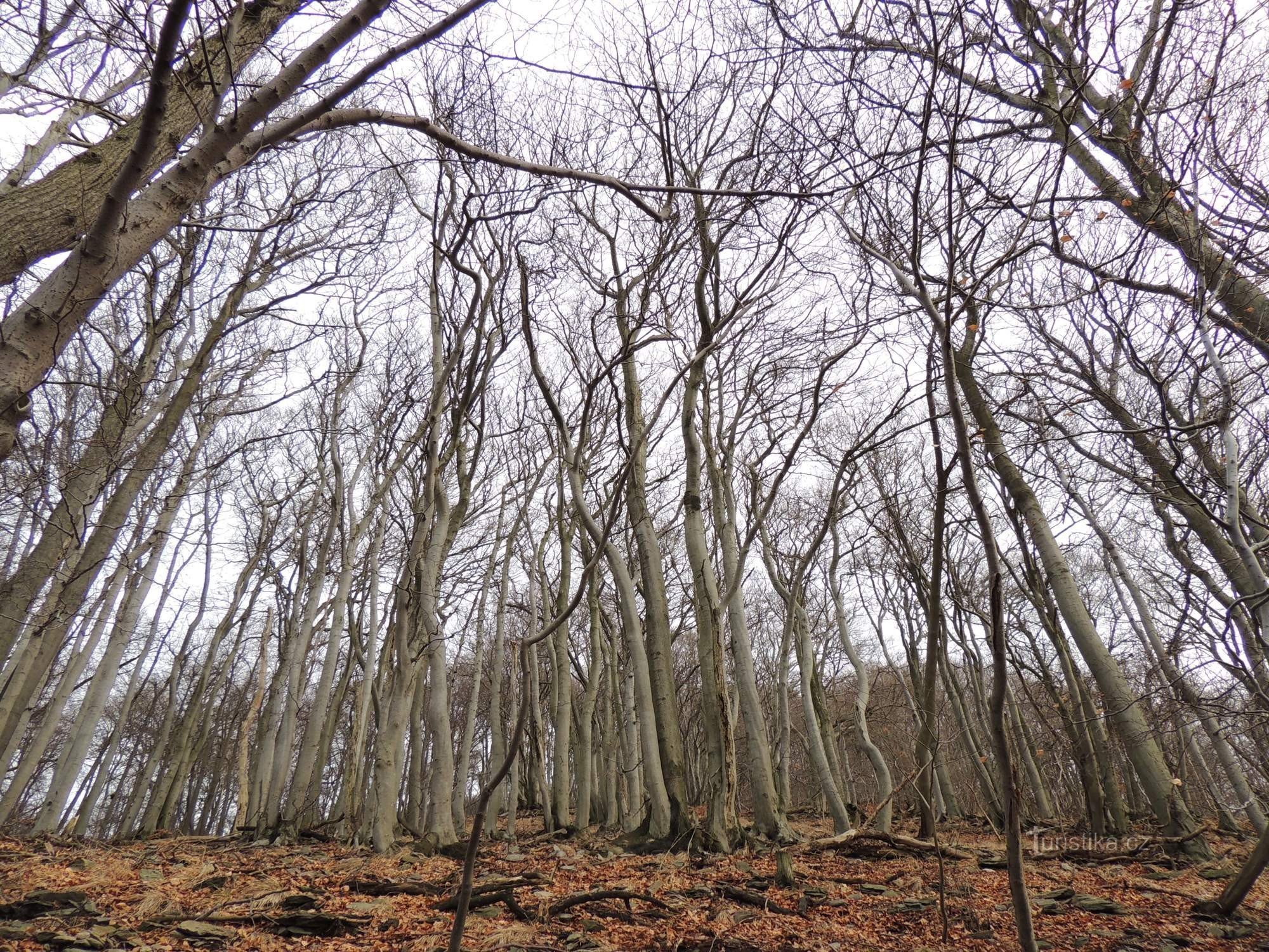 Excursie de Revelion la Milešovka